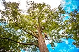 Trusted Graham, NC  Tree Services Experts